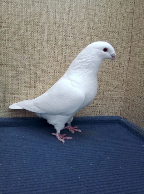 1-0 2018 pret 200 lei - 2019 ASR De VANZARE