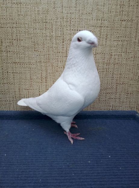 Aceelasi - 2019 ASR De VANZARE