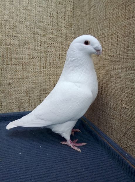 Aceelasi - 2019 ASR De VANZARE