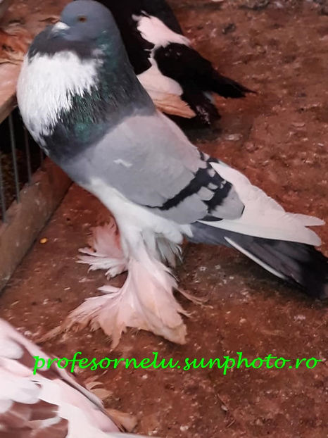 vândut Sebeș - Porumbei VÂNDUȚI