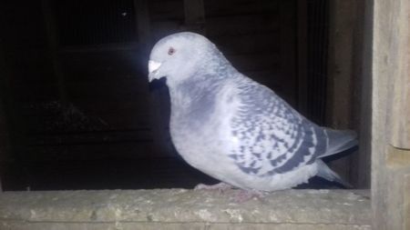 111810333_MPESRTM3 - amintiri