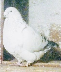 S A U R O N - - A - CRESCATOR POLIVALENT