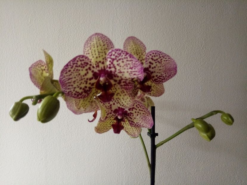  - Orhideea 2019-2020