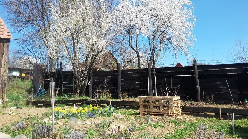 20160402_Toparcea - 2016 Gradina