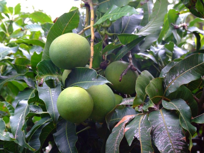  - 2011 Parcul Orotava - Tenerife