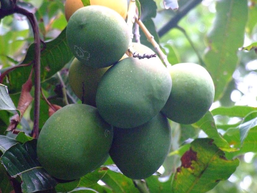  - 2011 Parcul Orotava - Tenerife