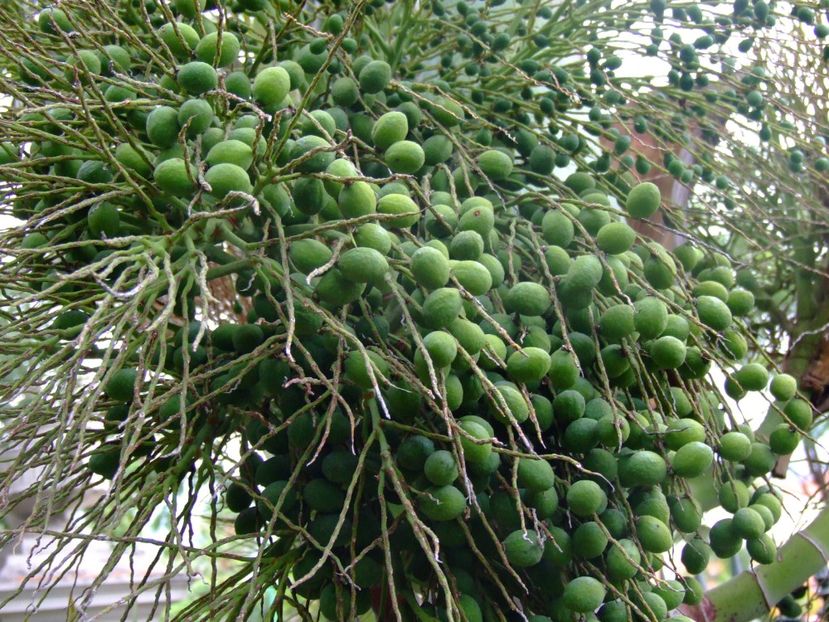  - 2011 Parcul Orotava - Tenerife