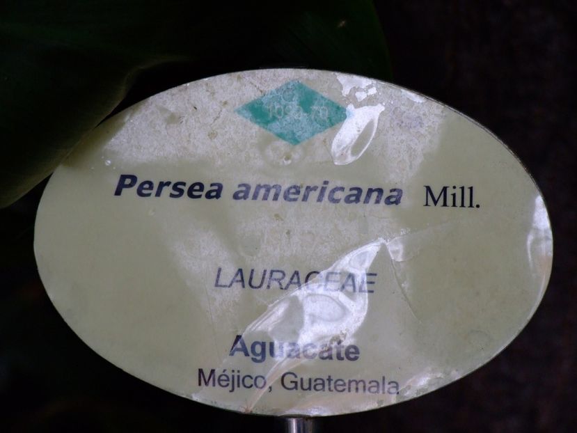  - 2011 Parcul Orotava - Tenerife