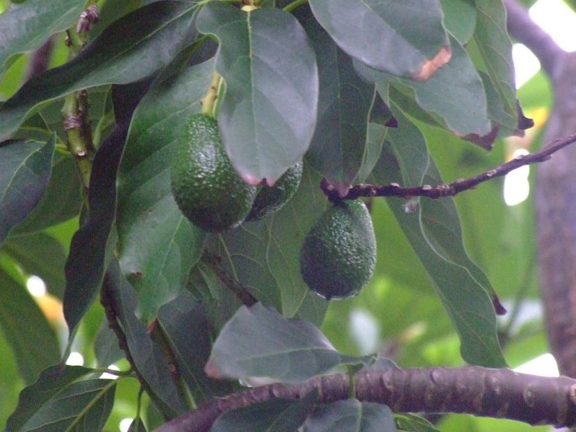  - 2011 Parcul Orotava - Tenerife