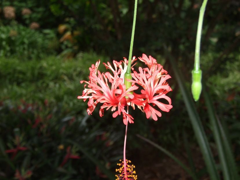  - 2011 Parcul Orotava - Tenerife