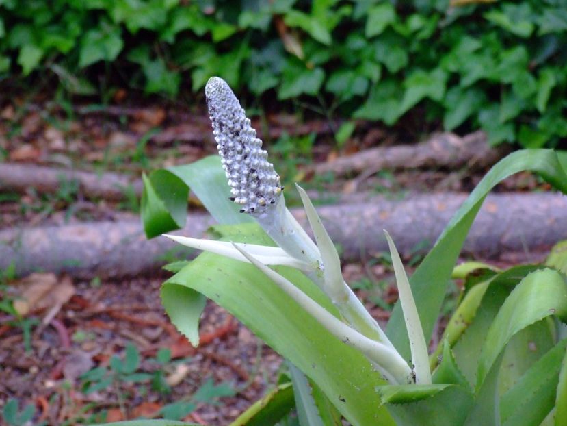  - 2011 Parcul Orotava - Tenerife