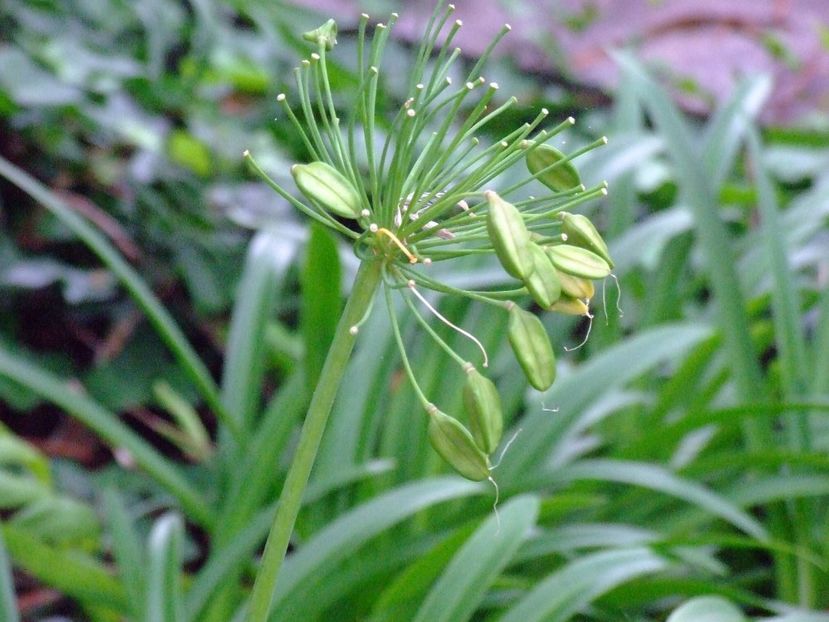  - 2011 Parcul Orotava - Tenerife