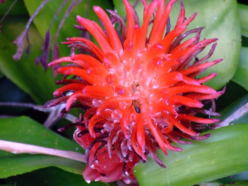  - 2011 Parcul Orotava - Tenerife