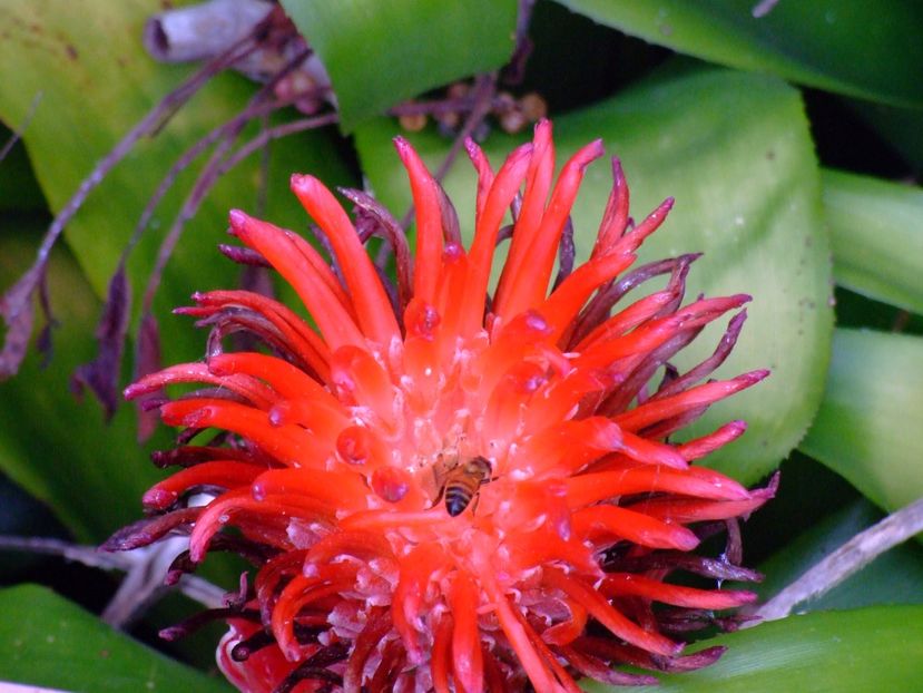  - 2011 Parcul Orotava - Tenerife