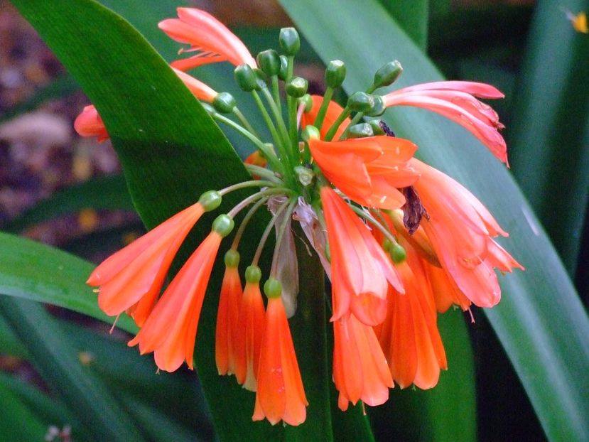  - 2011 Parcul Orotava - Tenerife