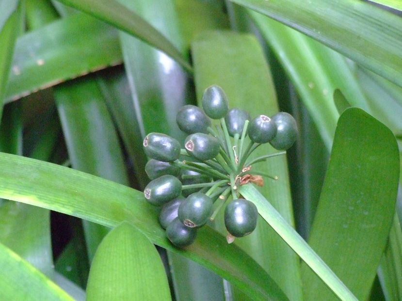  - 2011 Parcul Orotava - Tenerife