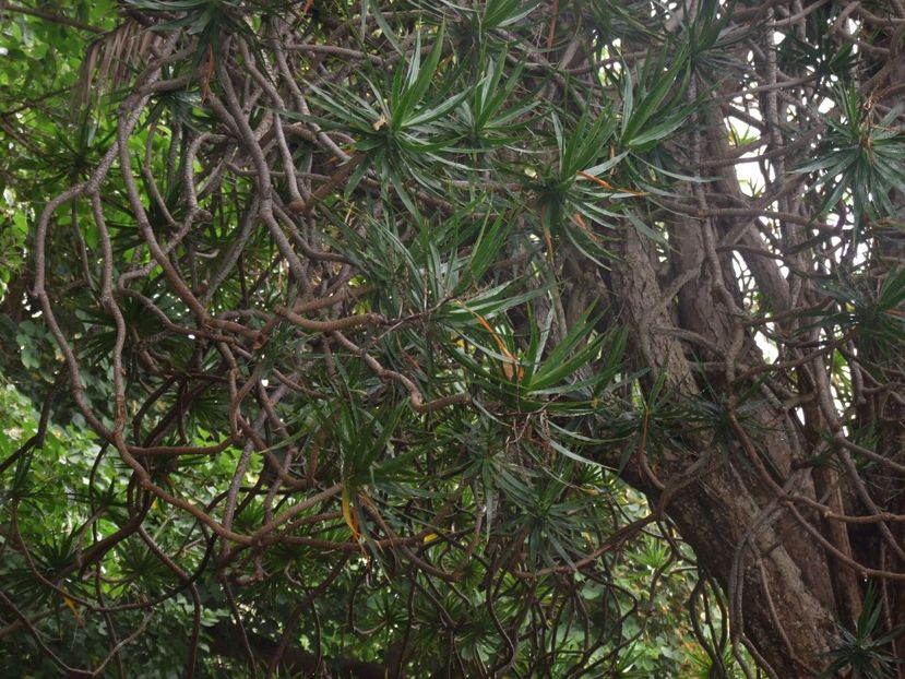  - 2011 Parcul Orotava - Tenerife