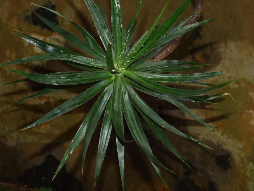  - 2011 Parcul Orotava - Tenerife