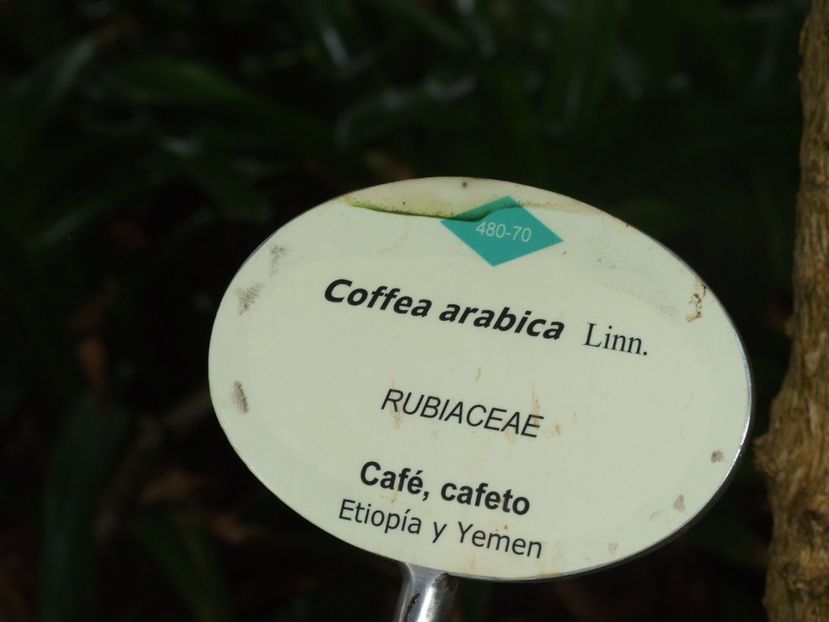  - 2011 Parcul Orotava - Tenerife