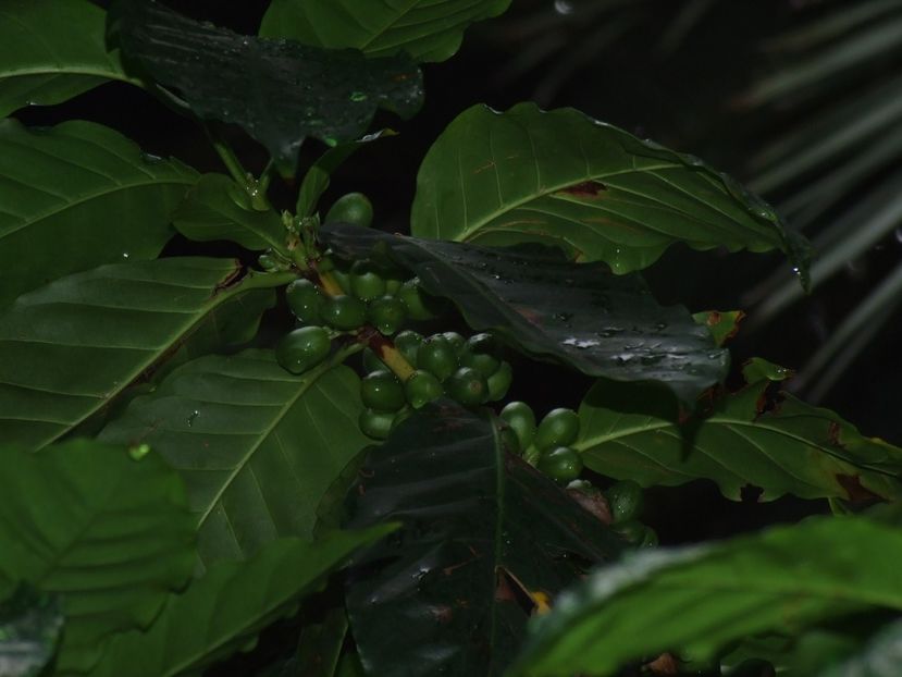  - 2011 Parcul Orotava - Tenerife