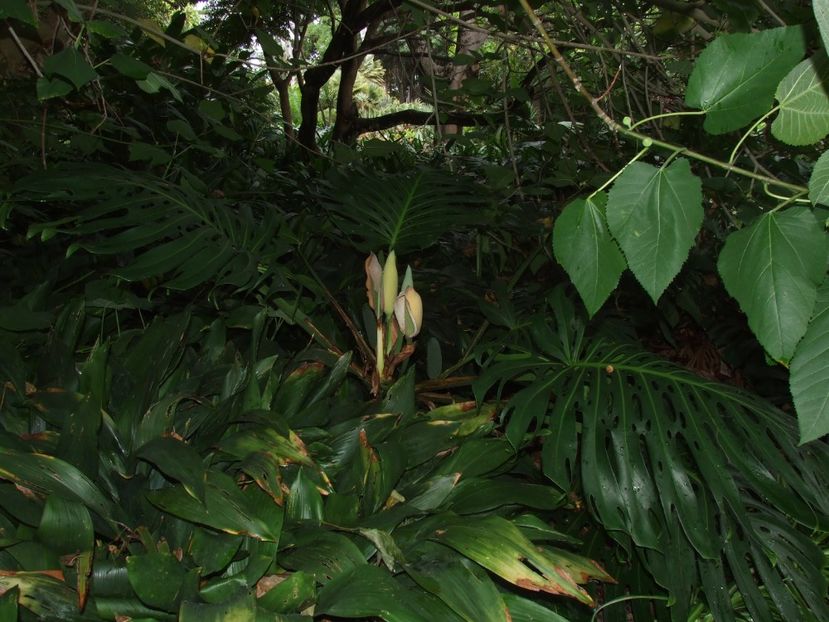  - 2011 Parcul Orotava - Tenerife