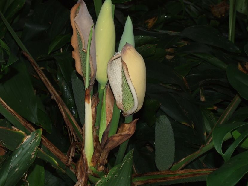  - 2011 Parcul Orotava - Tenerife