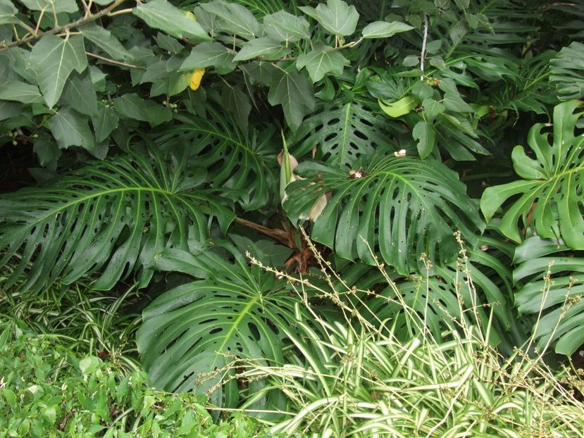  - 2011 Parcul Orotava - Tenerife