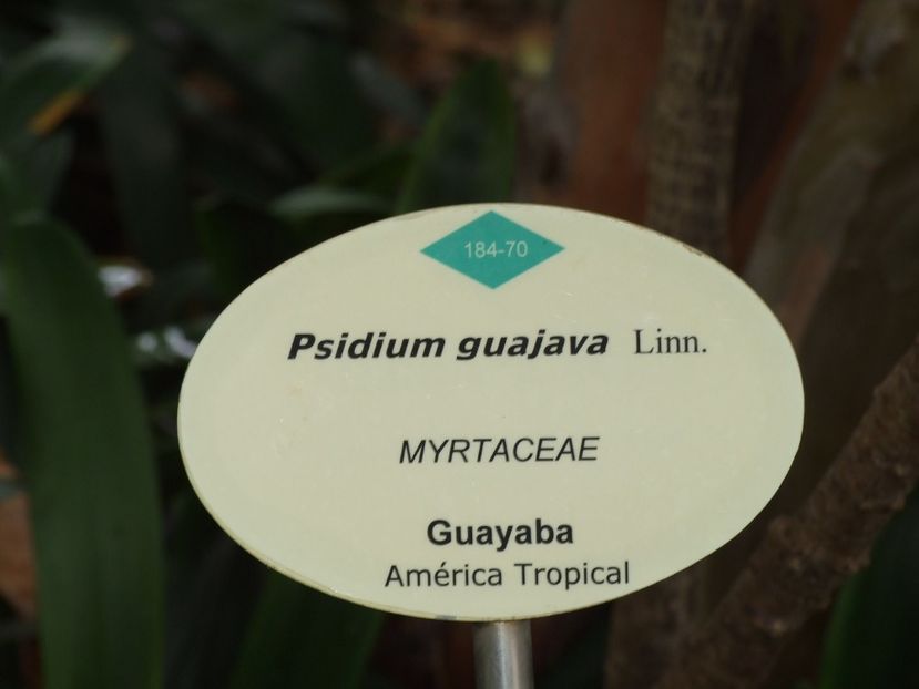  - 2011 Parcul Orotava - Tenerife