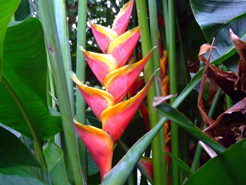  - 2011 Parcul Orotava - Tenerife