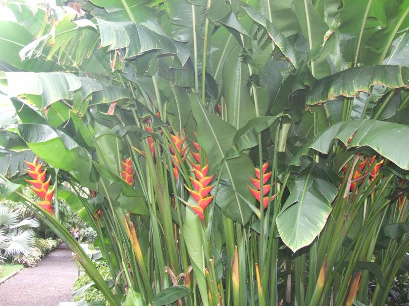  - 2011 Parcul Orotava - Tenerife