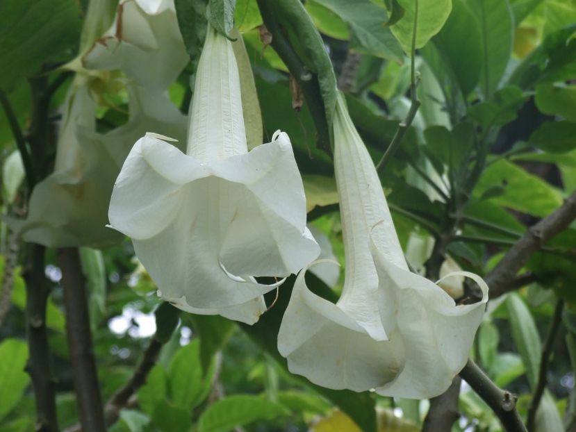  - 2011 Parcul Orotava - Tenerife