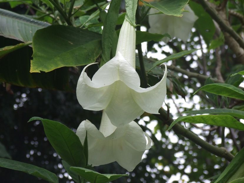  - 2011 Parcul Orotava - Tenerife