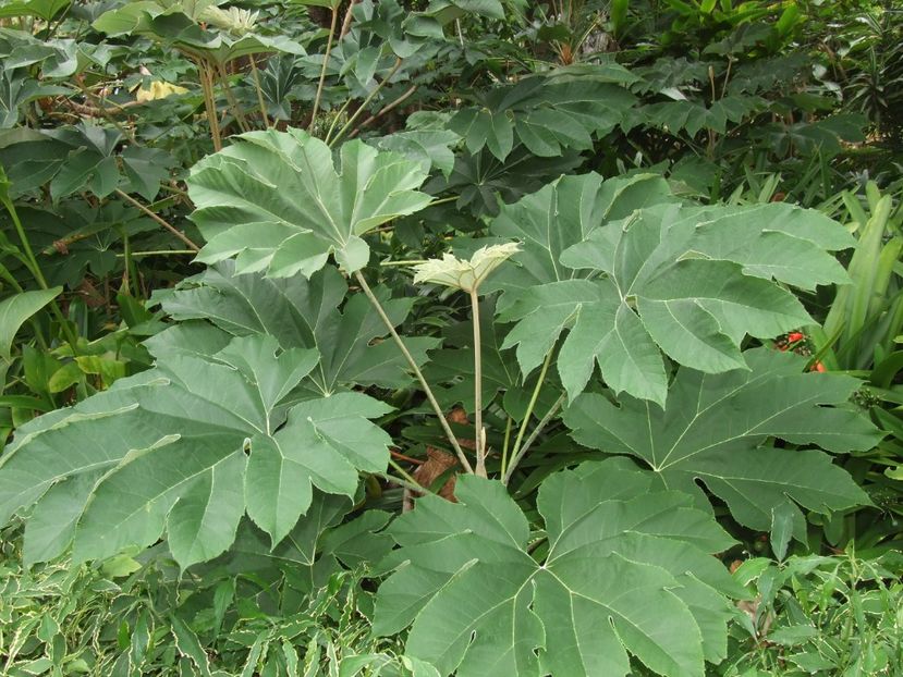  - 2011 Parcul Orotava - Tenerife