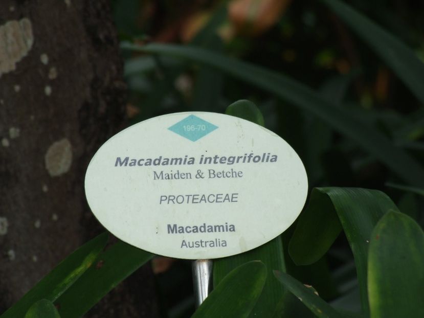  - 2011 Parcul Orotava - Tenerife