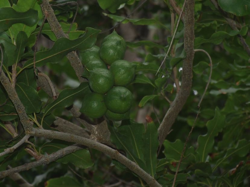  - 2011 Parcul Orotava - Tenerife