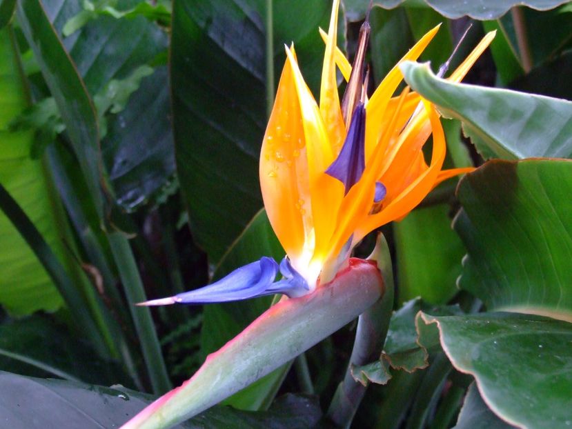  - 2011 Parcul Orotava - Tenerife