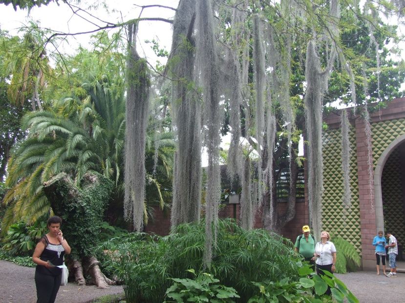  - 2011 Parcul Orotava - Tenerife