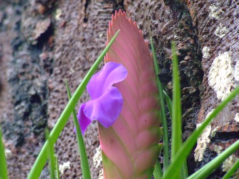  - 2011 Parcul Orotava - Tenerife