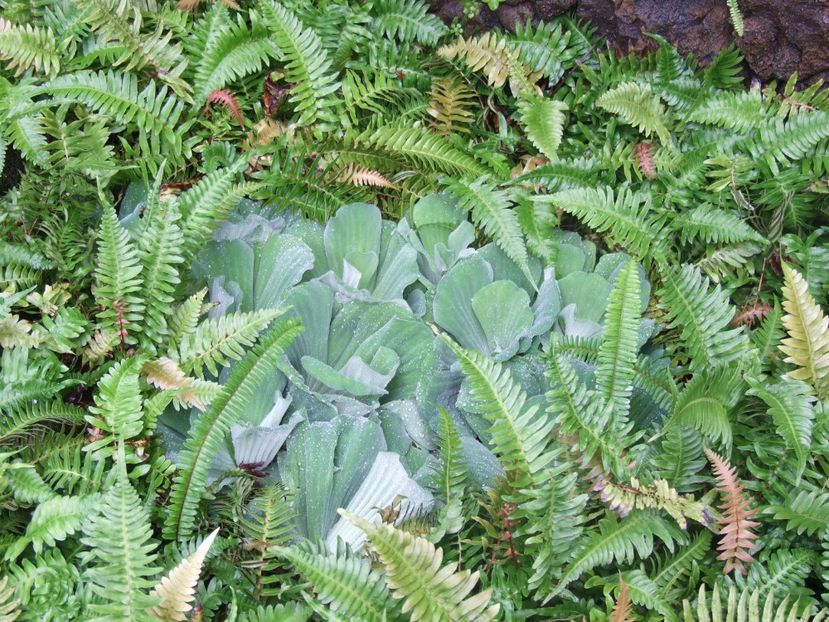  - 2011 Parcul Orotava - Tenerife