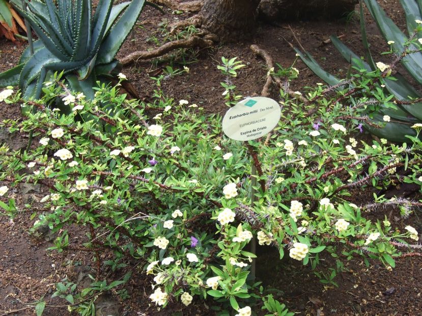  - 2011 Parcul Orotava - Tenerife