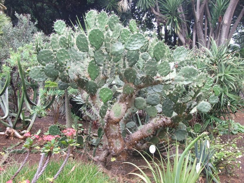 - 2011 Parcul Orotava - Tenerife