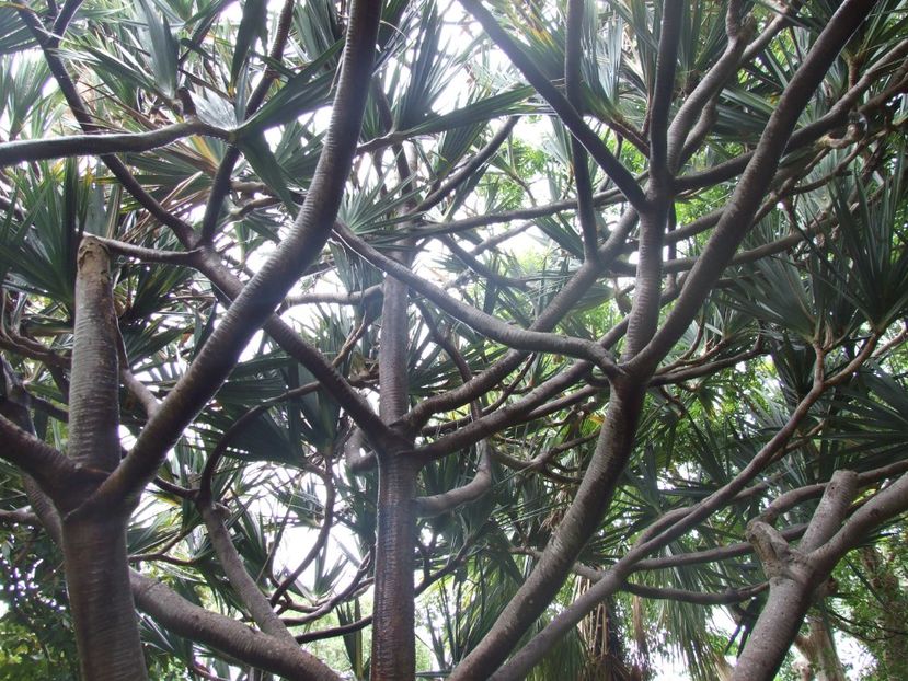  - 2011 Parcul Orotava - Tenerife
