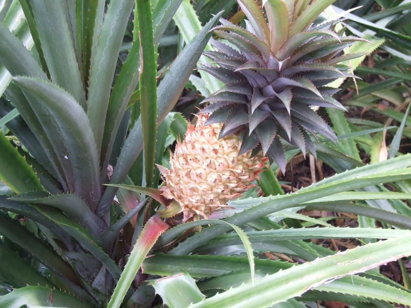  - 2011 Parcul Orotava - Tenerife