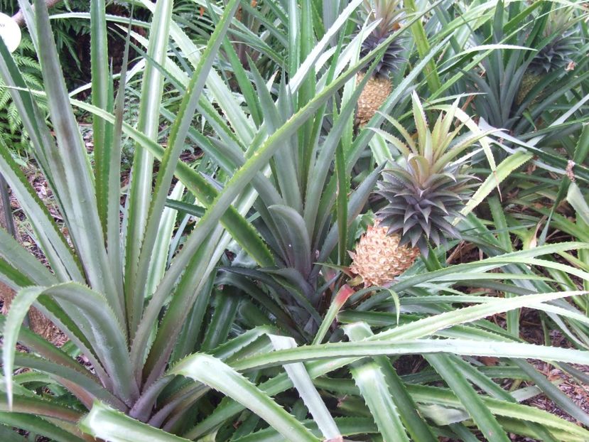  - 2011 Parcul Orotava - Tenerife