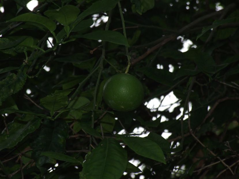  - 2011 Parcul Orotava - Tenerife