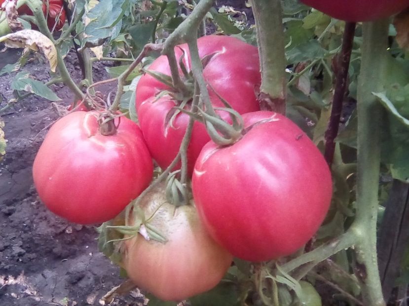  - Gradina cu legume-2017-acasa recolte 2018 - 2023