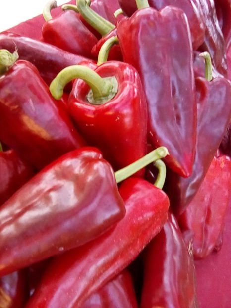  - Gradina cu legume-2017-acasa recolte 2018 - 2023