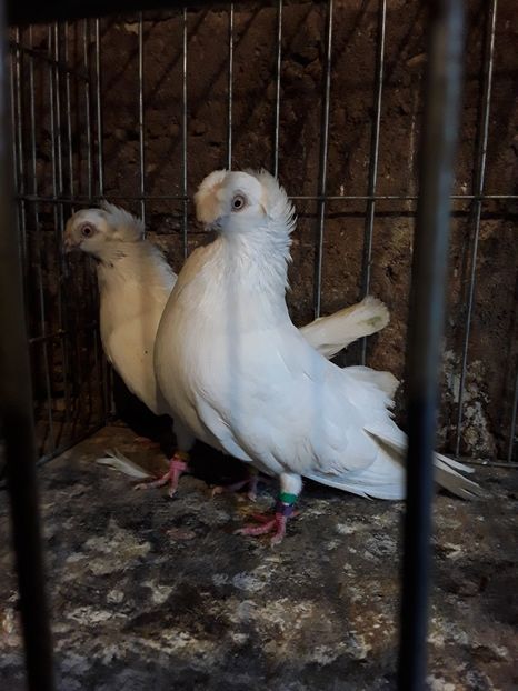  - Balani cu 2 moturi