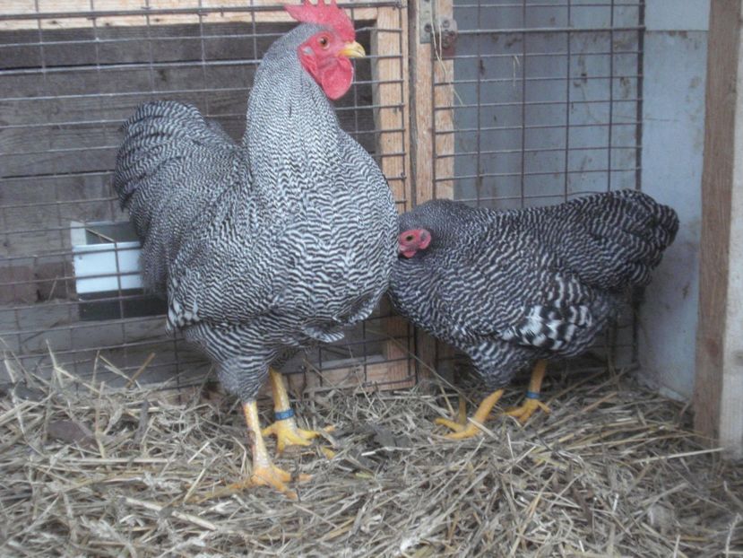  - PLYMOUTH ROCK BARAT- PITIC 2019