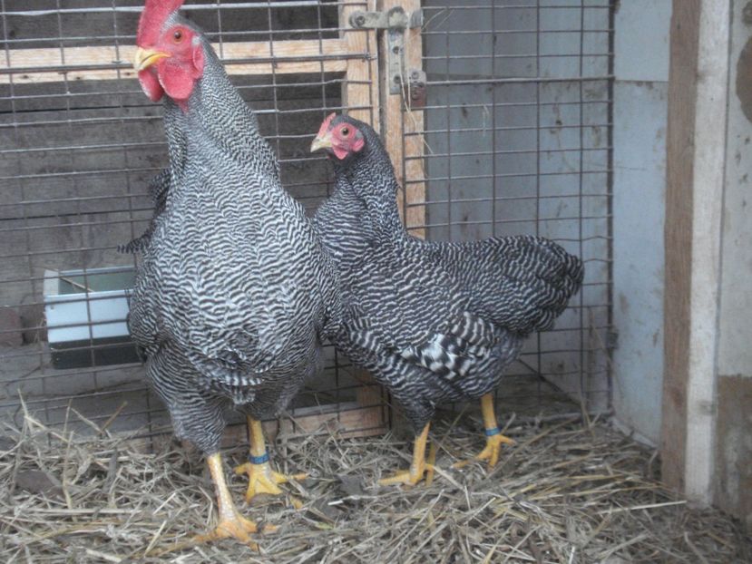  - PLYMOUTH ROCK BARAT- PITIC 2019